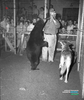 008 - Ours et loup