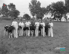 002 - Vaches