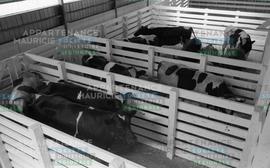 Vaches dans des enclos