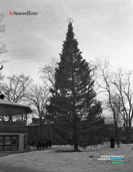 006 - Sapin