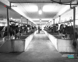 007 - Ferme laitière