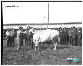 007 - Vache