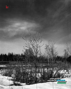 001 - Arbre bourgeons
