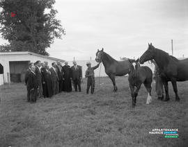 001 - Chevaux