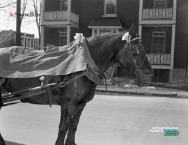 003 - Cheval