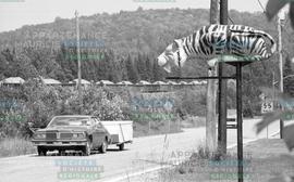Tigre se ruant sur auto à Lac-aux-Sables (simulation)