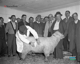 002 - Cours de classification des moutons