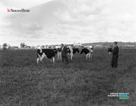 001 - Vaches