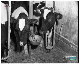 006 - Vaches