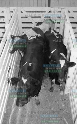 Vaches dans un enclos