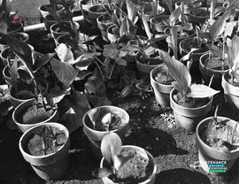 002 - Pots