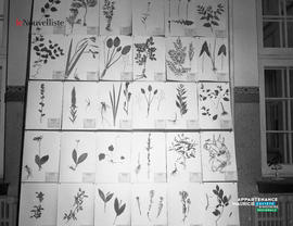 002 - Photos de plantes