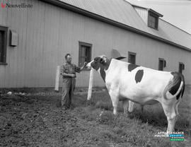 005 - Vache