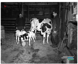 001 - Fermier et vaches