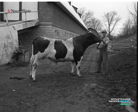 004 - Vache