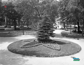 004 - Fleurs arbre