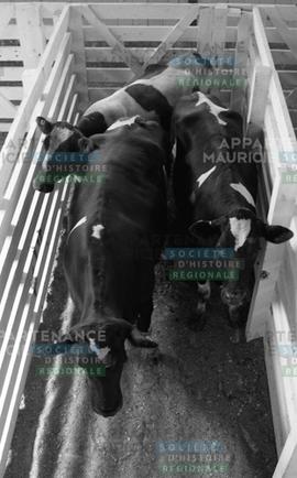 Vaches dans un enclos