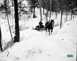 003 - Cheval hiver