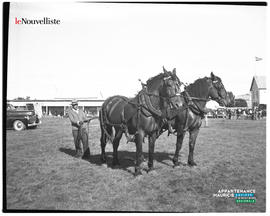 004 - Chevaux