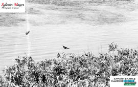 Oiseau survolant l'eau