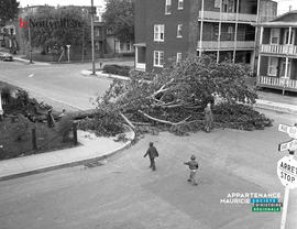 005 - Arbre tombé dans la rue