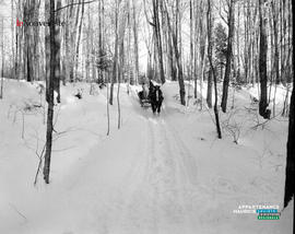 007 - Cheval hiver