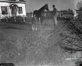006 - Chevaux