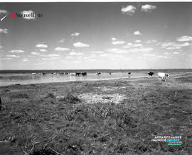 001 - Vaches
