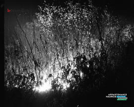 001 - Feu de broussaille