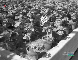 008 - Plantes