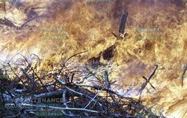 Branches en feu