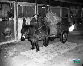 004 - Cheval