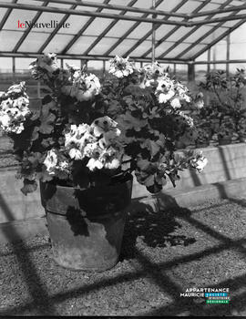 001 - Fleurs