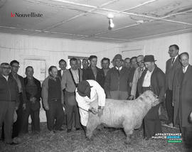001 - Cours de classification des moutons