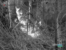 003 - Feu de forêt