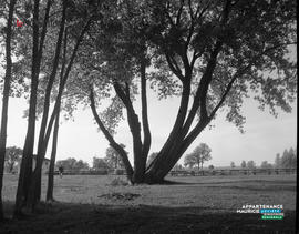 004 - Arbre