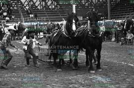 Chevaux tirant des objets