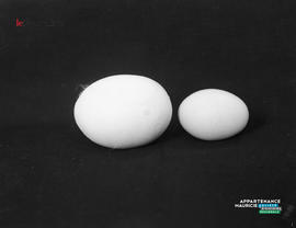 002 - Oeufs