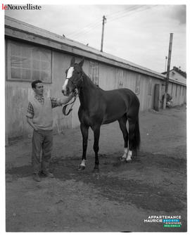 002 - Cheval