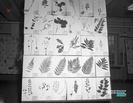 001 - Photos de plantes