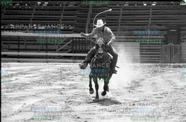 Cavalier sur un cheval