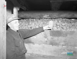 001 - Patates