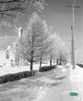006 - Arbres hiver