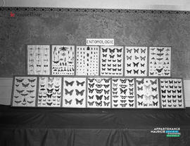 002 - Photos de papillons
