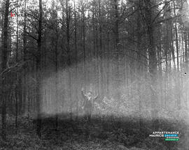 012 - Forêt