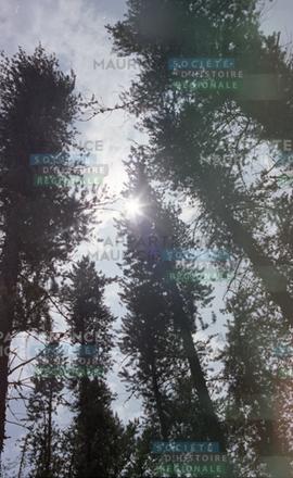 Arbres vue de bas