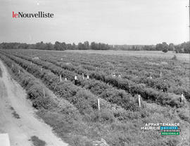 004 - Champ framboises