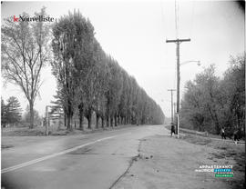 003 - Rue arbres