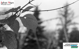 Feuille d'arbre